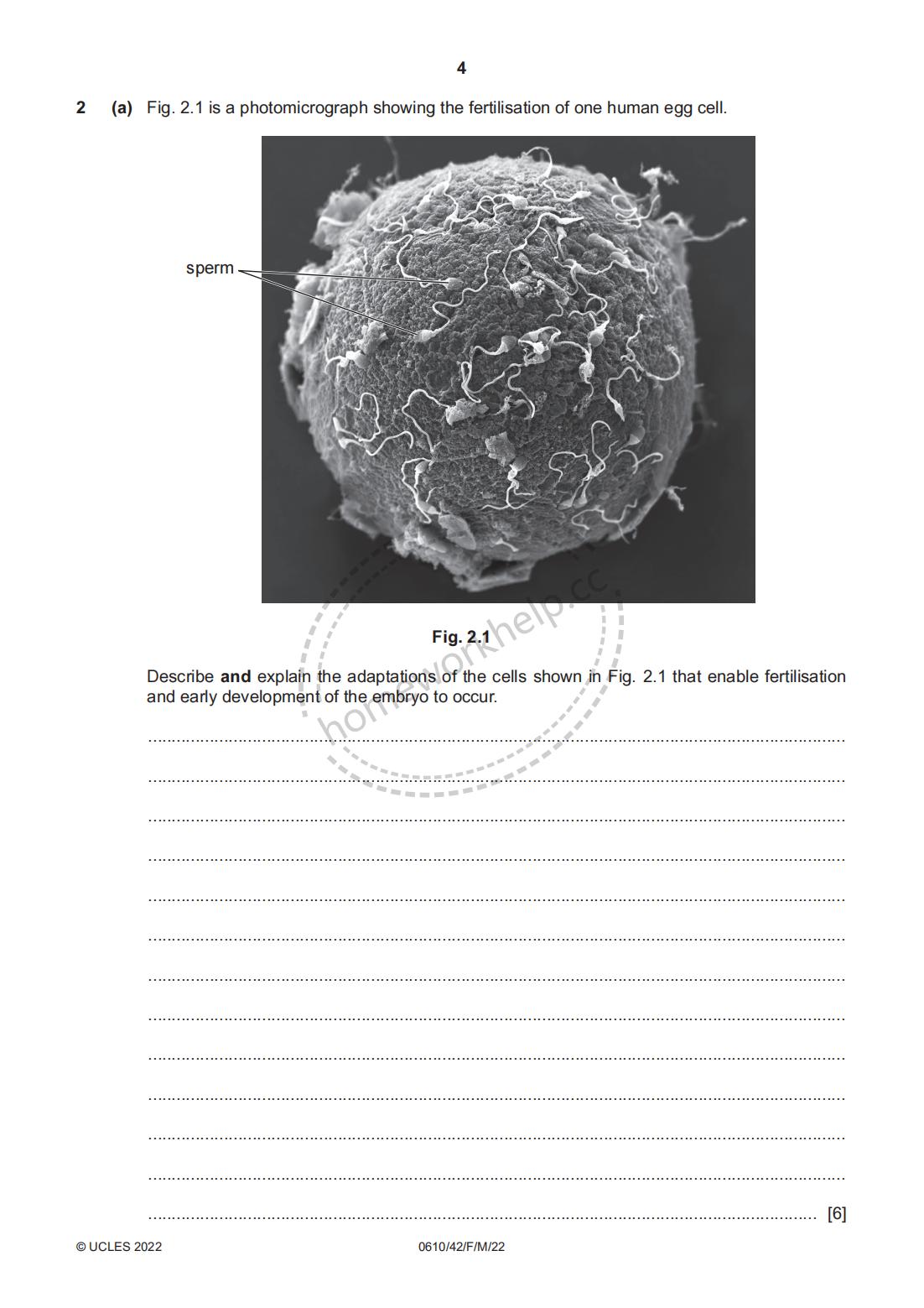 Question-2 Describe and explain the adaptations of the cells shown in Fig. 2.1 that enable fertilisa Question-2 Describe and explain the adaptations of the cells shown in Fig. 2.1 that enable fertilisa
