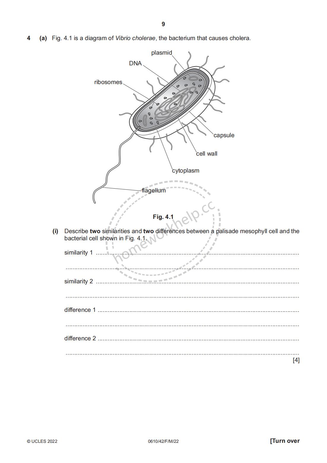 Question-4 Describe two similarities and two differences between a palisade mesophyll cell and the b